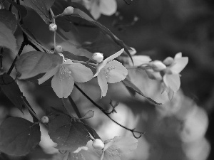 jasmine, White, Flowers, Bush