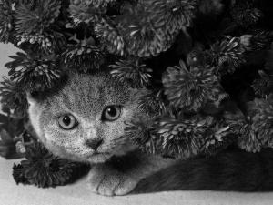 Gray, Flowers, chrysanthemum, kitten