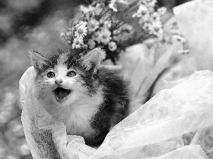 kitten, Flowers