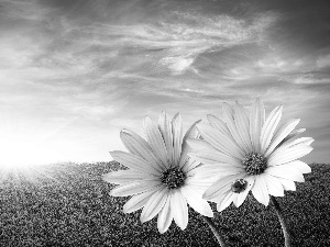 Flowers, ladybird, sun, White, Meadow