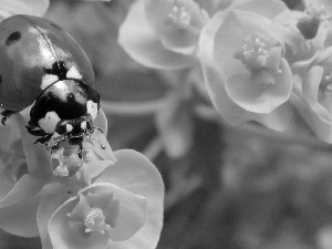 ladybird, Flowers