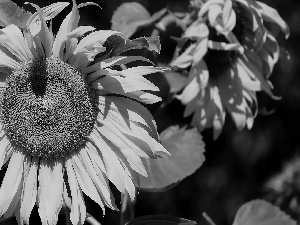 Leaf, Sunflower, Colourfull Flowers