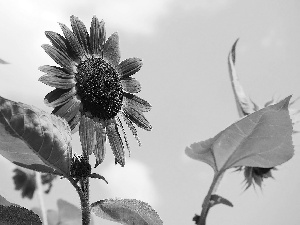 Colourfull Flowers, Leaf, Sky, Sunflower