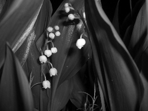 lily of the Valley, Flowers, Leaf, White