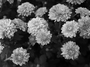 Flowers, Leaf