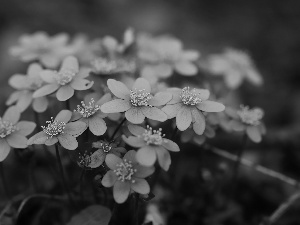 Flowers, purple, Liverworts