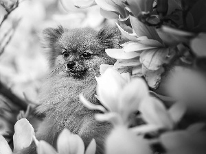 dog, Flowers, Magnolias, Toy Spitz