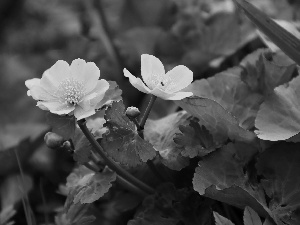 marigolds, Flowers