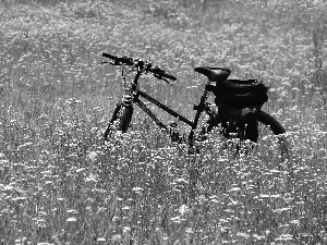Flowers, Bike, Meadow