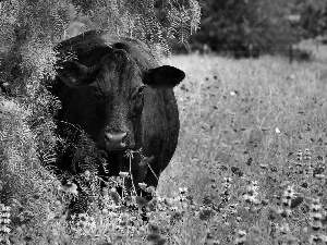 Flowers, Cow, Meadow