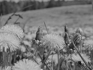 Meadow, Common Dandelion, Flowers