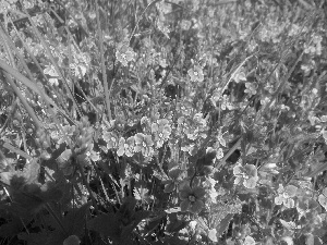 Flowers, speedwell, Blue, Wildflowers, Meadow