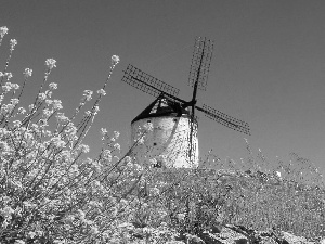 Flowers, Windmill, Meadow