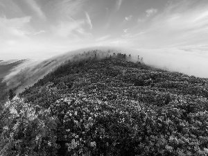 Mountains, Fog, Flowers, woods