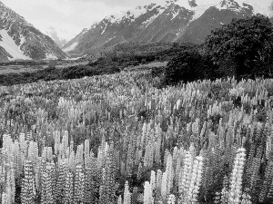 New, Mountains, Flowers, Zelandia