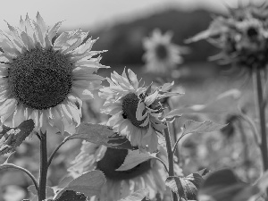 Nice sunflowers, Field, Flowers