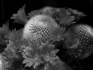 Flowers, Cactus, Orange