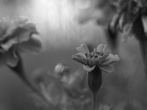 Flowers, Tagetes, Orange