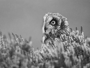 owl, Flowers