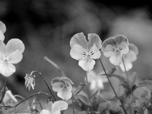 pansies, Flowers