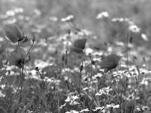 papavers, chamomile, Flowers, Red