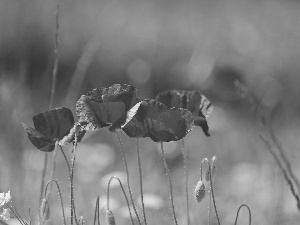 Flowers, Red, papavers