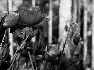 papavers, Flowers