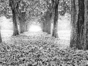 Park, Flowers