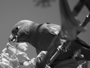 parrot, Flowers