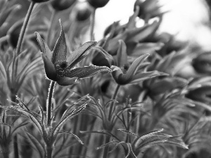 Flowers, purple, pasque