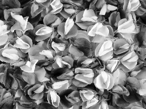 Sweet Peas, flakes, flowers