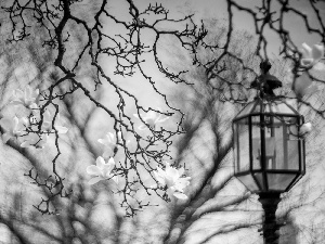 Magnolia, Lighthouse, Yellow, Flowers, branch pics