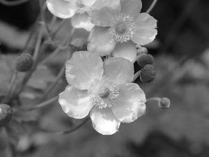 Japanese anemone, Pink, Flowers