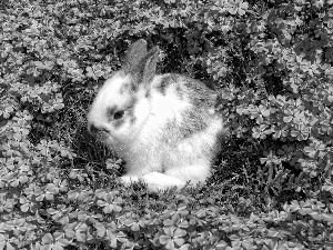 flowers, Bunny, Pink