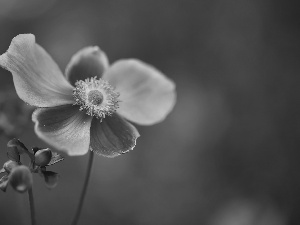 Japanese anemone, Colourfull Flowers, bud, Pink