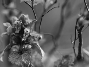 Flowers, nettle, Pink