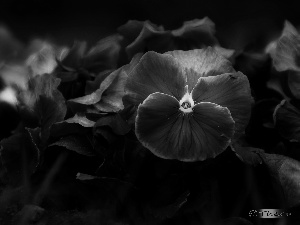 Flowers, pansies, Pink