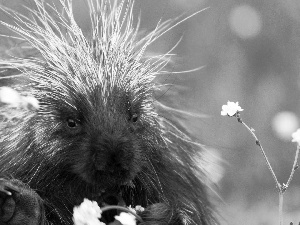 porcupine, Flowers