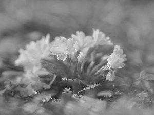 Flowers, primrose, primrose