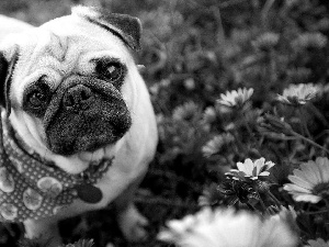 pug, purple, Flowers, scarf