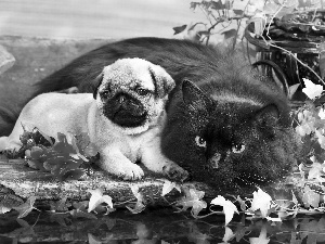 Flowers, cat, Puppy