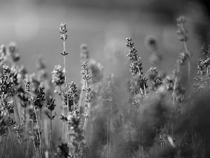 lavender, purple, Flowers