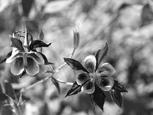 columbine, purple, Flowers