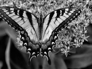 Flowers, butterfly, Purple