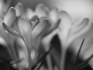 Flowers, crocuses, purple