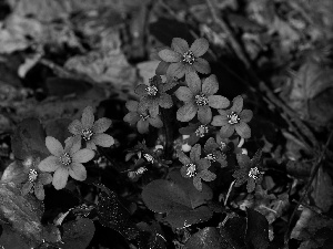 flowers, Liverworts, purple