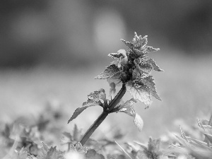 Flowers, nettle, purple