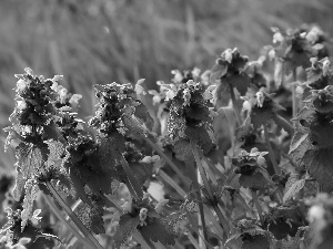 Flowers, nettle, purple