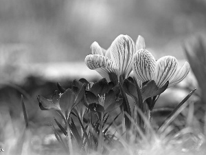 purple, Spring, Flowers, crocuses