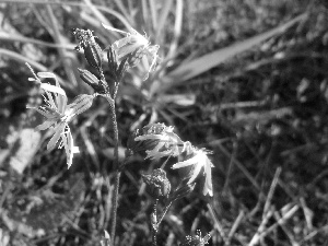 Lychnis ragged, Wildflowers, Flowers